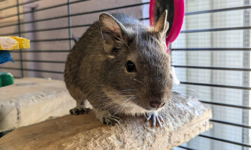 Female degus (14)