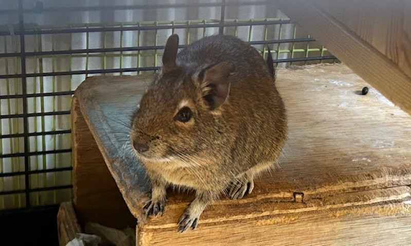 Female Degus (6)