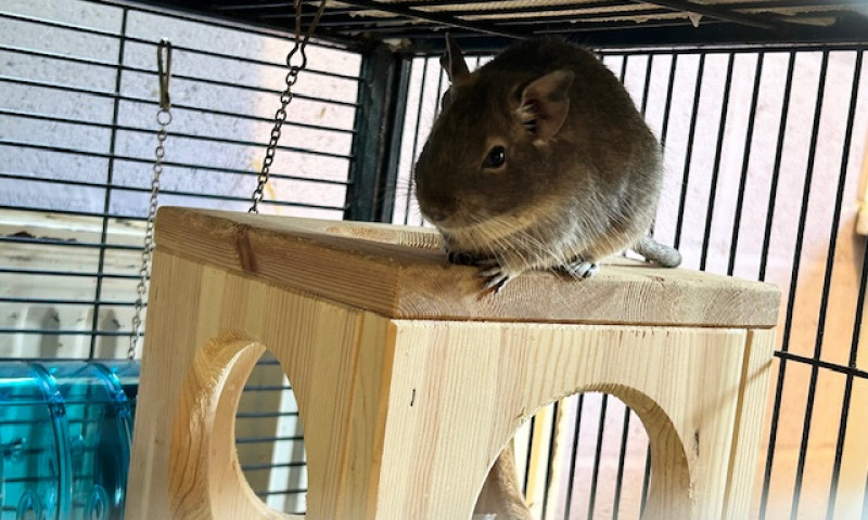 Female Degus (7)