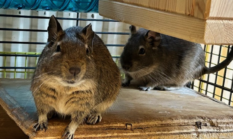 Female Degus (8)