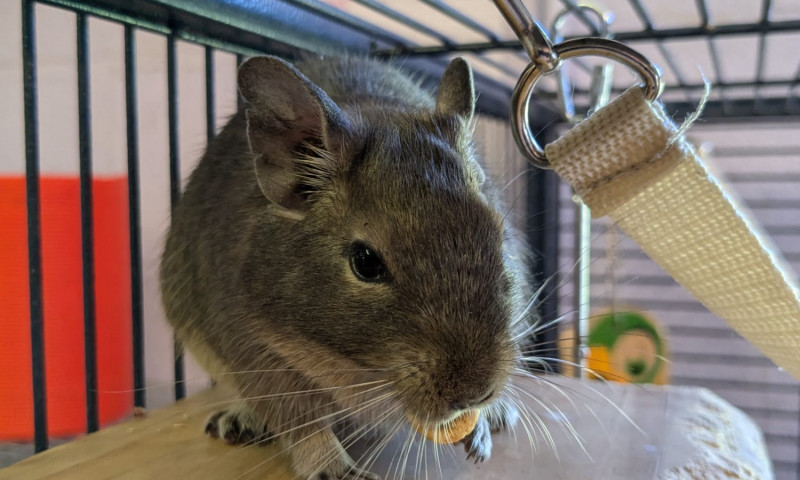 Female degus (10)