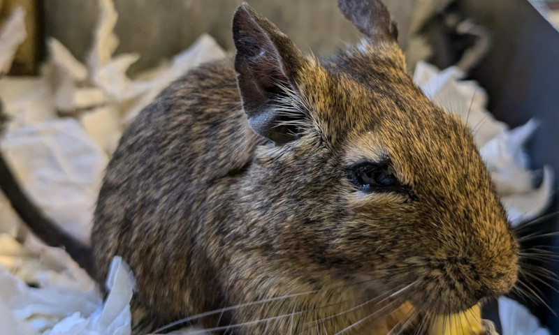 Female degus (11)