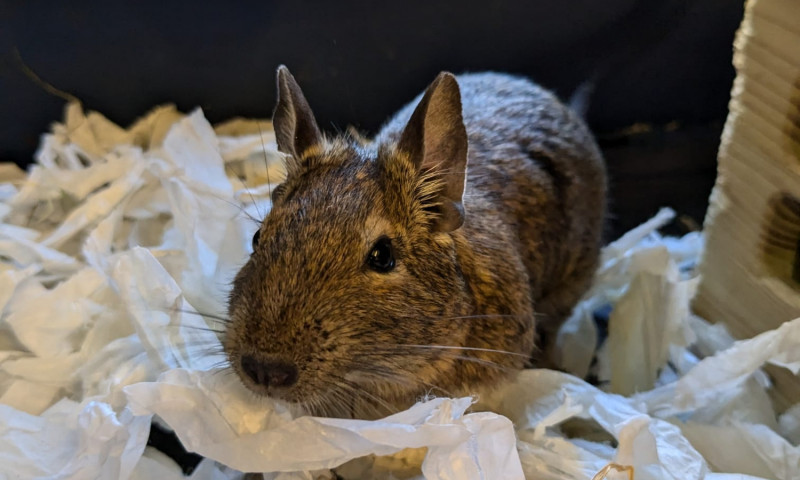 Female degus (12)