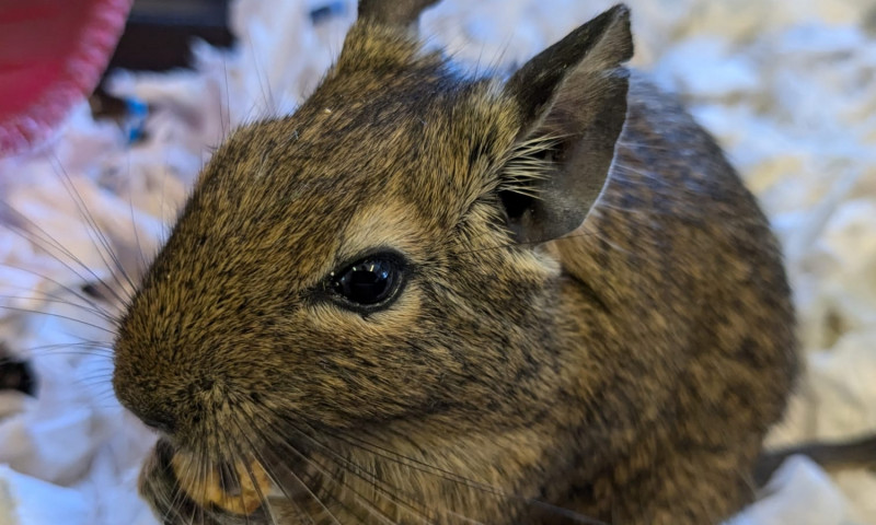 Female degus (13)