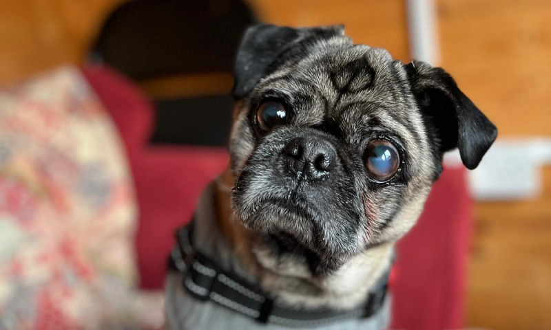 Pugsy (11)