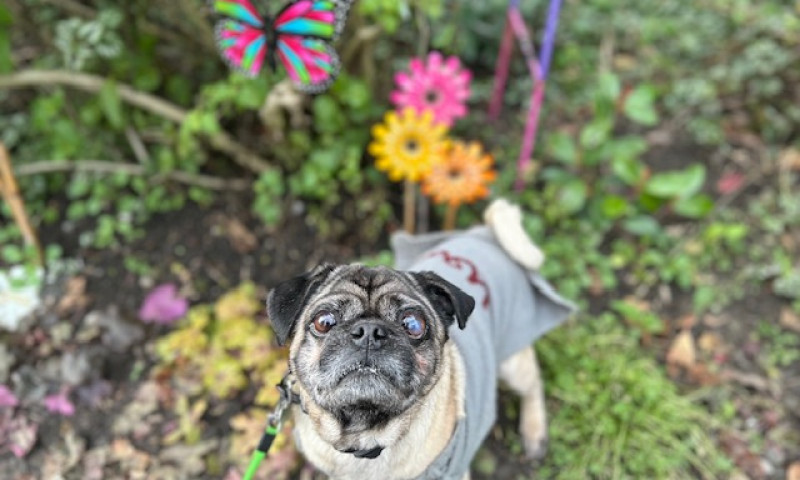 Pugsy (5)