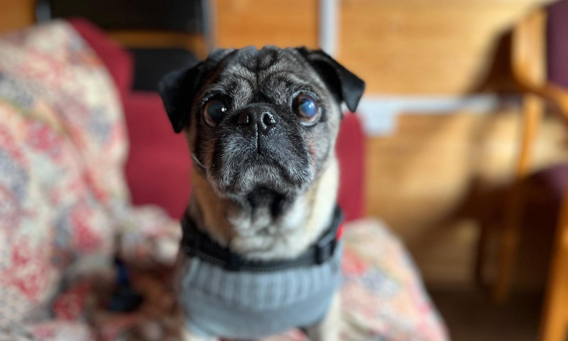 Pugsy (9)