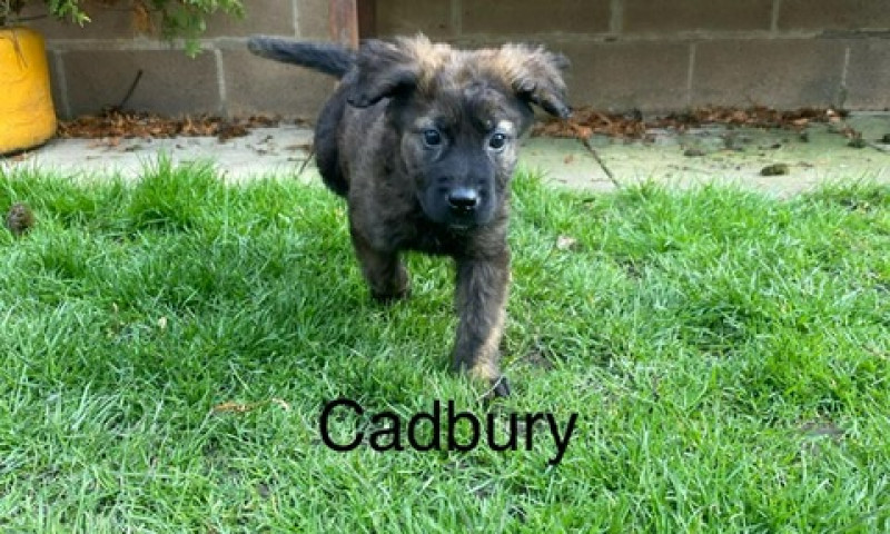 Cadbury (4)