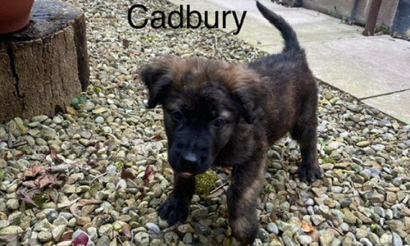 Cadbury (2)