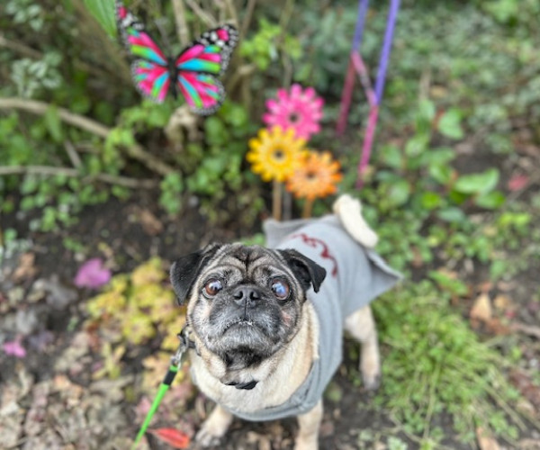 Pugsy (5)